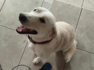 Cachorro raça SRD-ViraLata idade 1 ano nome Polaco