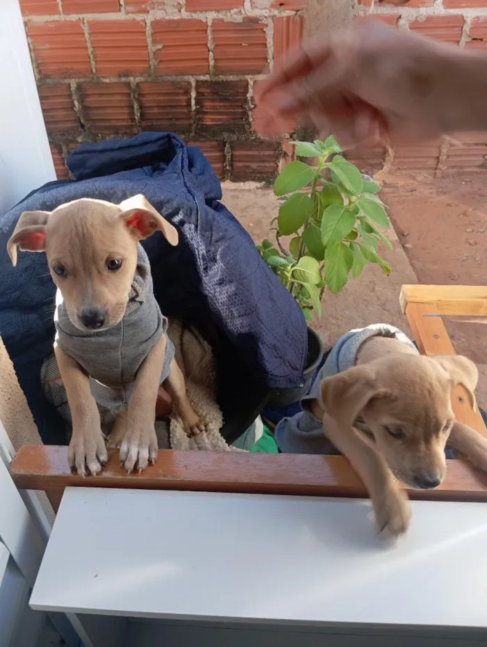 Cachorro raça Pit-Bull idade 2 a 6 meses nome Thor e theo