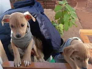 Cachorro raça Pit-Bull idade 2 a 6 meses nome Thor e theo