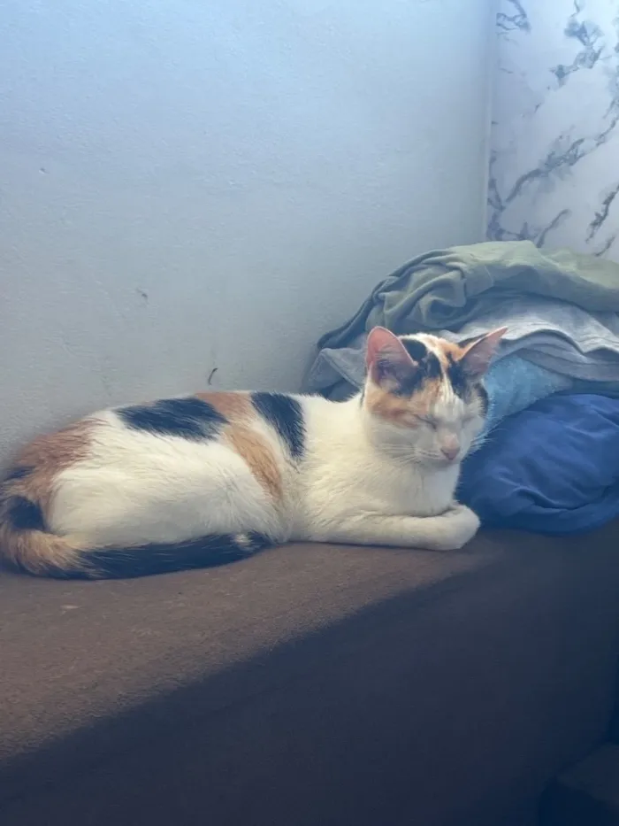 Gato raça SRD-ViraLata idade 4 anos nome Lili
