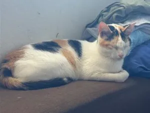Gato raça SRD-ViraLata idade 4 anos nome Lili