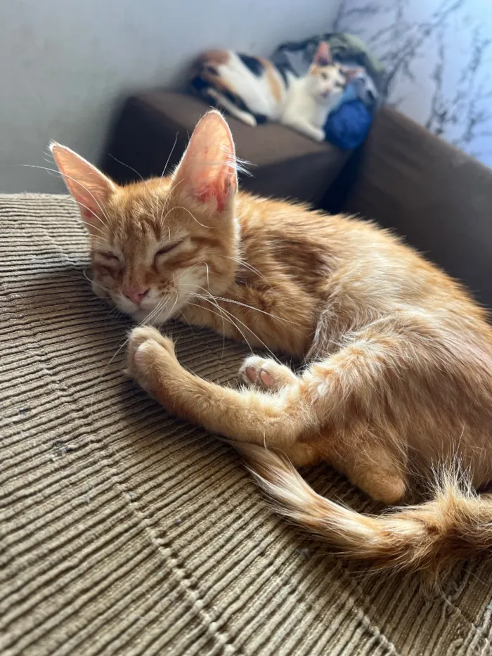 Gato raça SRD-ViraLata idade 2 a 6 meses nome panqueca