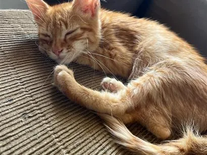 Gato raça SRD-ViraLata idade 2 a 6 meses nome panqueca