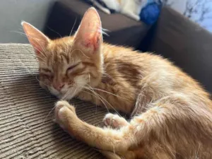 Gato raça SRD-ViraLata idade 2 a 6 meses nome panqueca