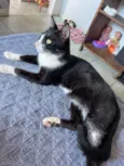 Neguinho