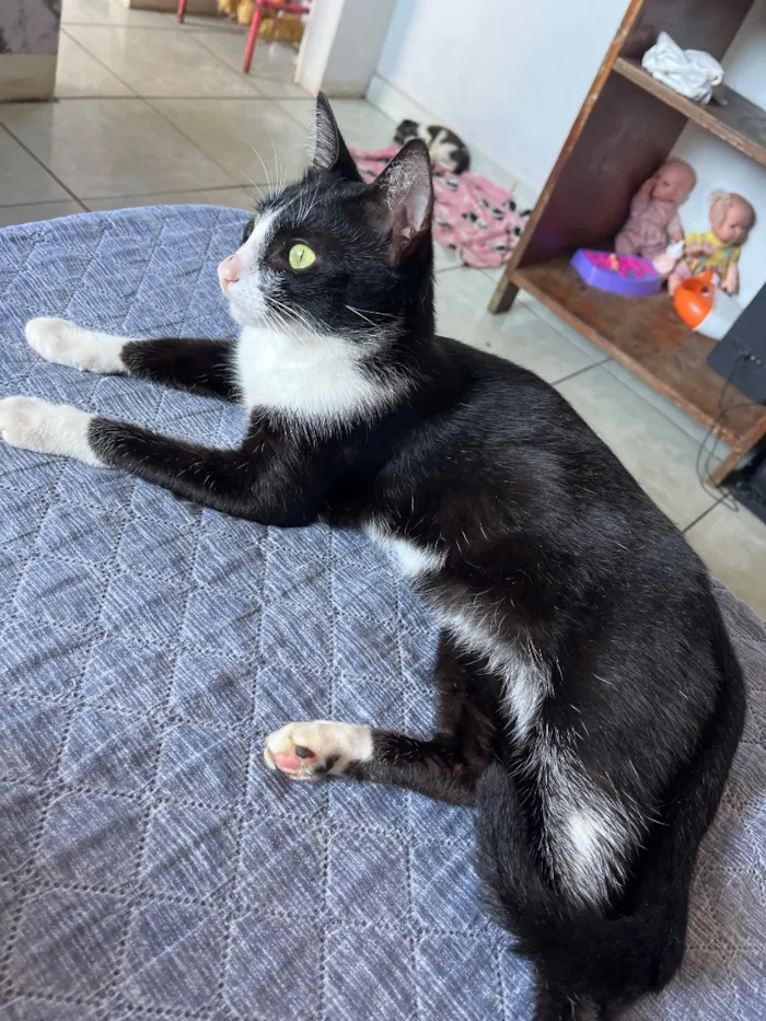 Gato raça SRD-ViraLata idade 1 ano nome Neguinho