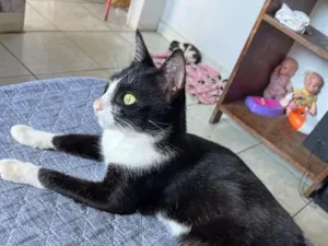 Gato raça SRD-ViraLata idade 1 ano nome Neguinho