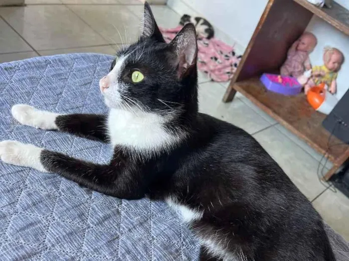 Gato raça SRD-ViraLata idade 1 ano nome Neguinho
