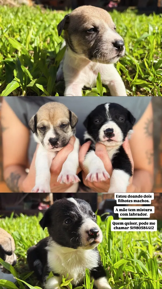 Cachorro raça SRD-ViraLata idade Abaixo de 2 meses nome S/N