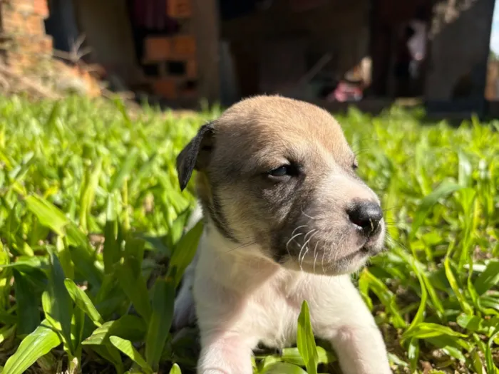 Cachorro raça SRD-ViraLata idade Abaixo de 2 meses nome S/N