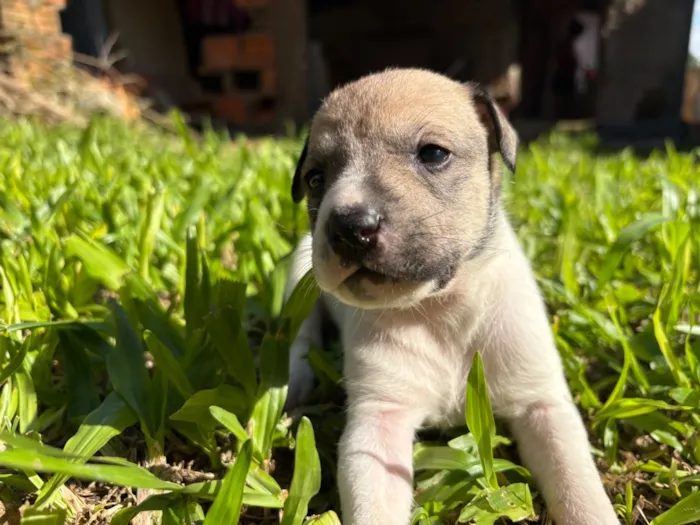 Cachorro raça SRD-ViraLata idade Abaixo de 2 meses nome S/N