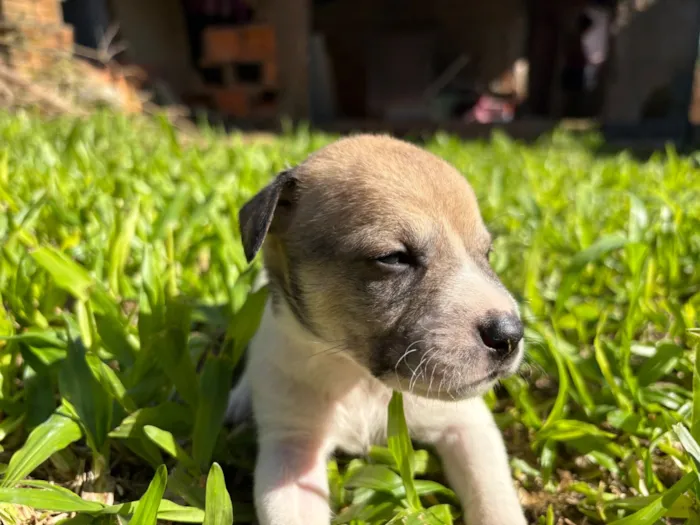 Cachorro raça SRD-ViraLata idade Abaixo de 2 meses nome S/N