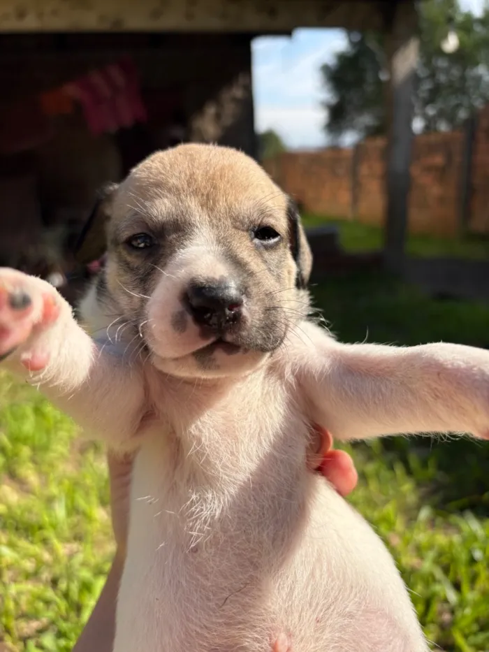 Cachorro raça SRD-ViraLata idade Abaixo de 2 meses nome S/N