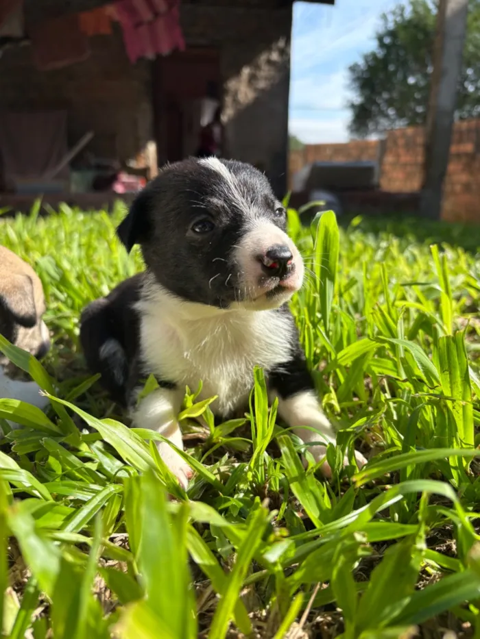 Cachorro raça SRD-ViraLata idade Abaixo de 2 meses nome S/N