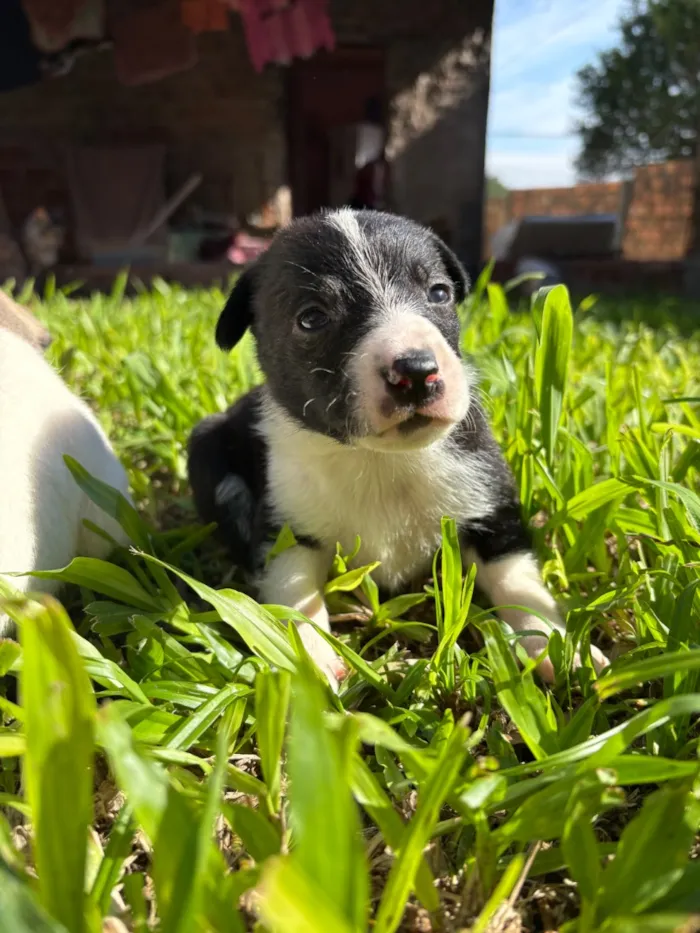 Cachorro raça SRD-ViraLata idade Abaixo de 2 meses nome S/N