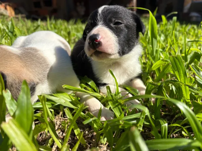 Cachorro raça SRD-ViraLata idade Abaixo de 2 meses nome S/N