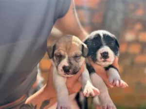 Cachorro raça SRD-ViraLata idade Abaixo de 2 meses nome S/N