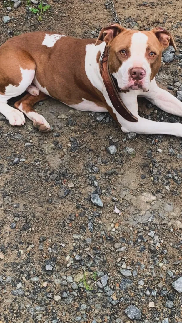 Cachorro raça Pit-Bull idade 4 anos nome Simba