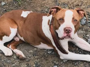 Cachorro raça Pit-Bull idade 4 anos nome Simba