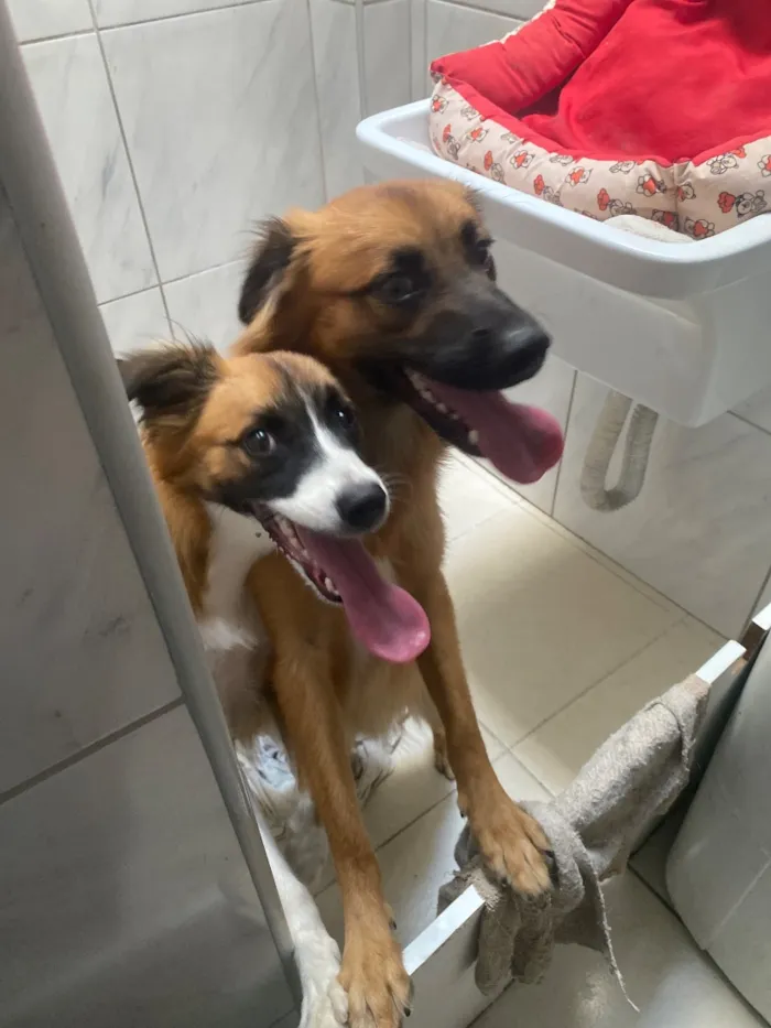 Cachorro raça SRD-ViraLata idade 7 a 11 meses nome Safira espak