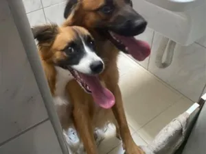 Cachorro raça SRD-ViraLata idade 7 a 11 meses nome Safira espak