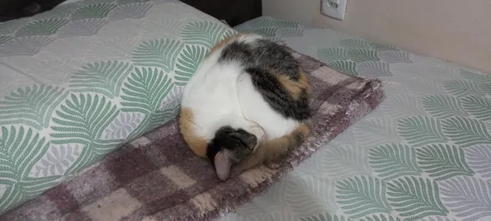 Gato raça SRD-ViraLata idade 3 anos nome Catarina 