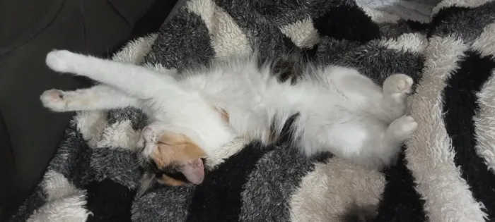 Gato raça SRD-ViraLata idade 3 anos nome Catarina 