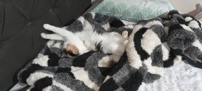 Gato raça SRD-ViraLata idade 3 anos nome Catarina 