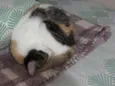 Catarina 