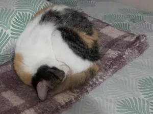 Gato raça SRD-ViraLata idade 3 anos nome Catarina 
