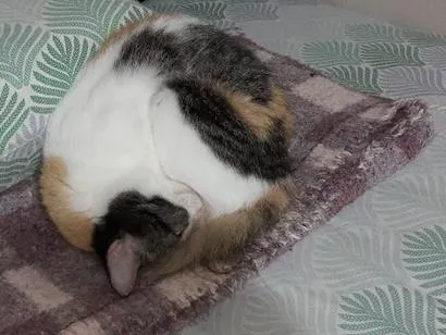 Gato raça SRD-ViraLata idade 3 anos nome Catarina 