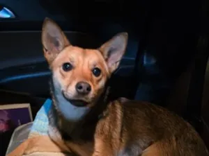 Cachorro raça SRD-ViraLata idade 1 ano nome Nina
