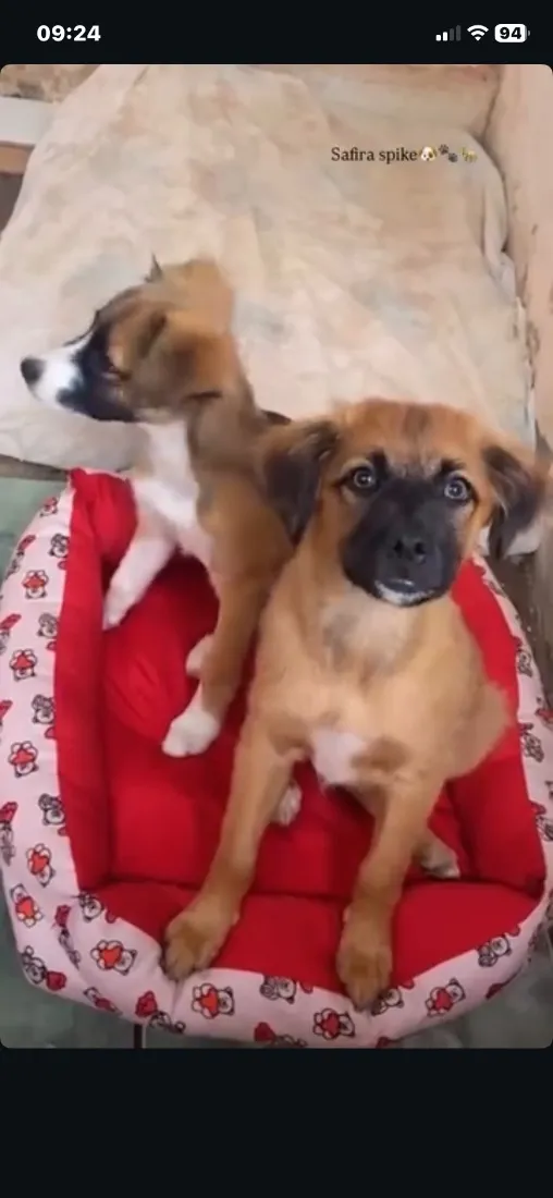 Cachorro raça SRD-ViraLata idade 7 a 11 meses nome Safira 