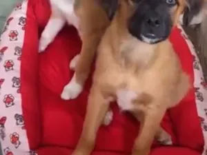 Cachorro raça SRD-ViraLata idade 7 a 11 meses nome Safira 