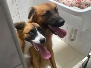 Cachorro raça SRD-ViraLata idade 7 a 11 meses nome Safira espak