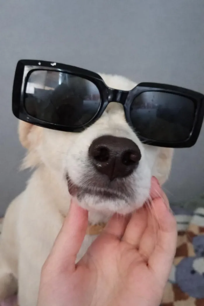Cachorro raça SRD-ViraLata idade 1 ano nome Alaska
