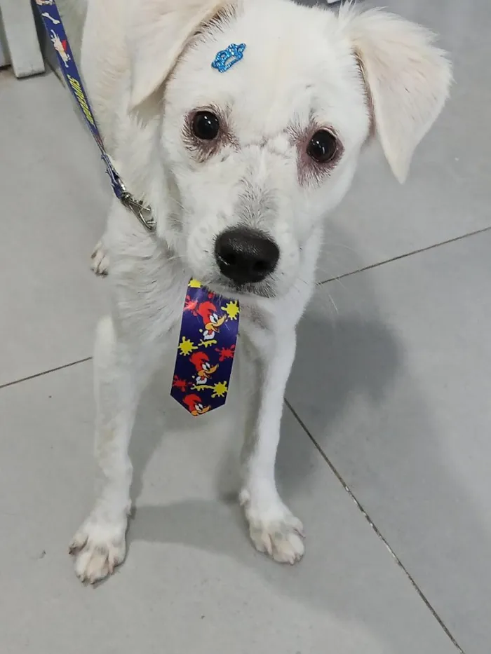 Cachorro raça SRD-ViraLata idade 1 ano nome Alaska
