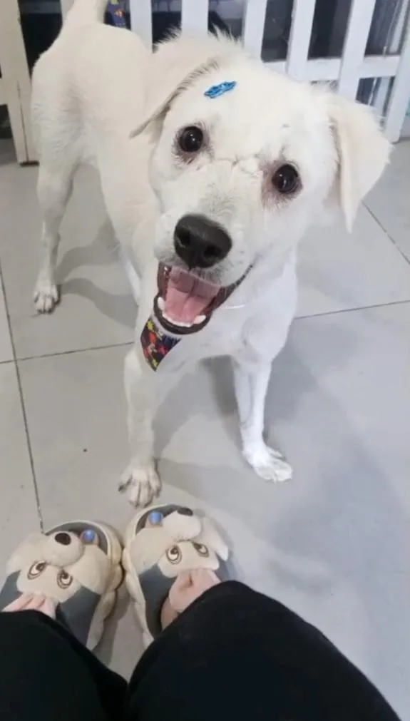 Cachorro raça SRD-ViraLata idade 1 ano nome Alaska