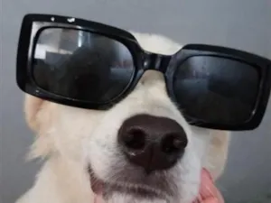 Cachorro raça SRD-ViraLata idade 1 ano nome Alaska