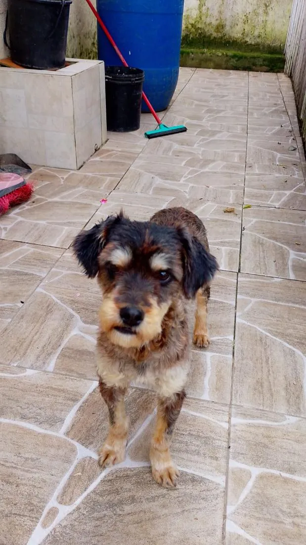 Cachorro raça SRD-ViraLata idade 7 a 11 meses nome fêmea porte P