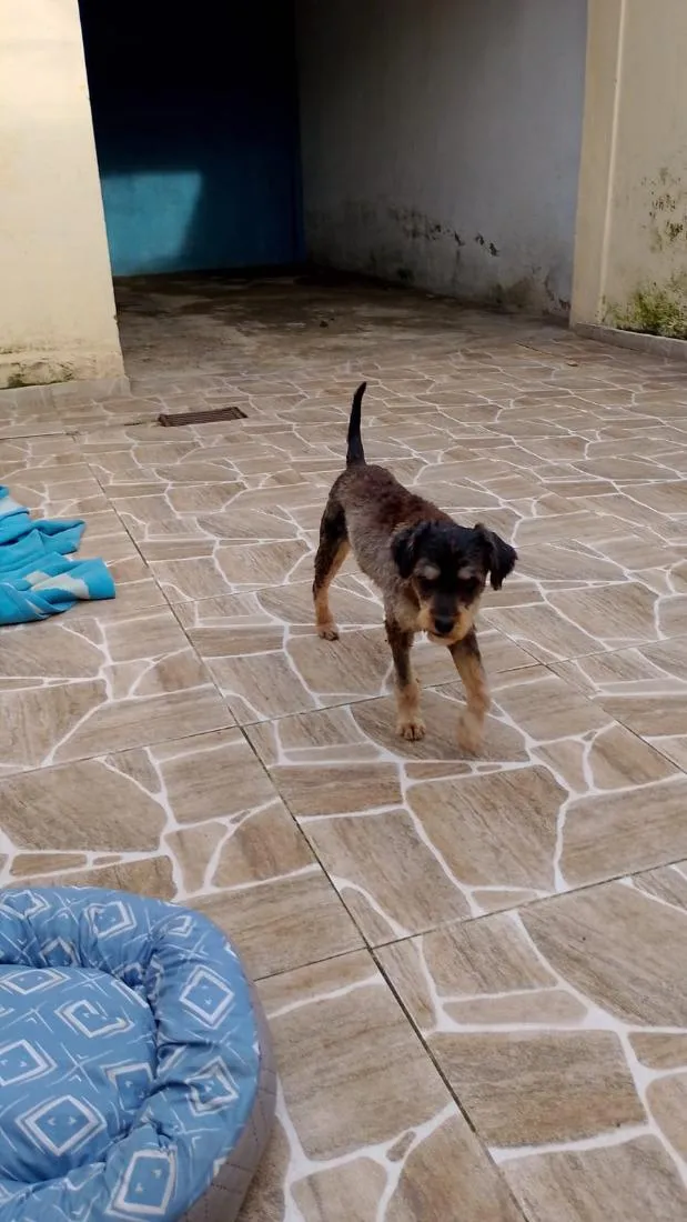 Cachorro raça SRD-ViraLata idade 7 a 11 meses nome fêmea porte P