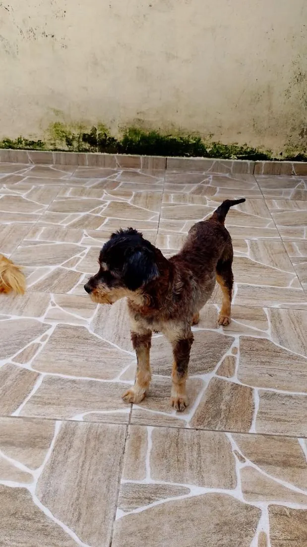 Cachorro raça SRD-ViraLata idade 7 a 11 meses nome fêmea porte P