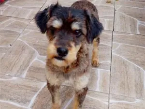 Cachorro raça SRD-ViraLata idade 7 a 11 meses nome fêmea porte P