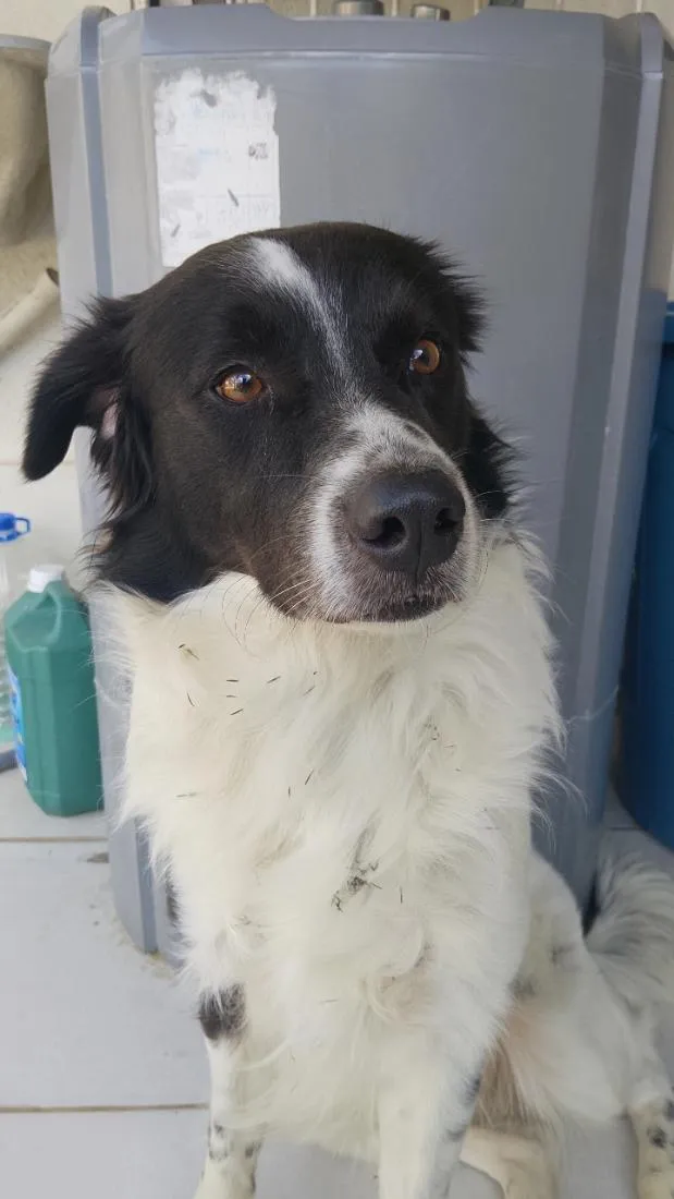 Cachorro raça SRD-ViraLata idade 1 ano nome Spike