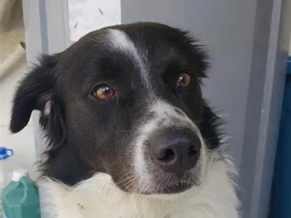 Cachorro raça SRD-ViraLata idade 1 ano nome Spike