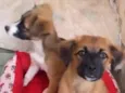 Safira 