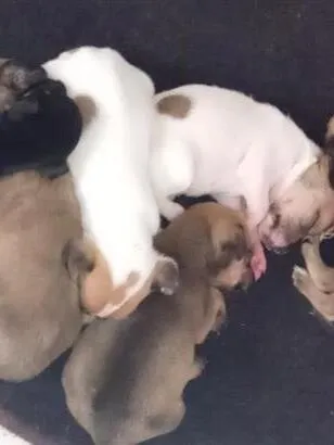 Cachorro raça SRD-ViraLata idade Abaixo de 2 meses nome todos sem nome