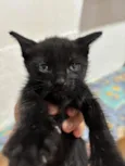 Elvira