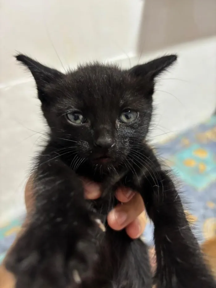 Gato raça SRD-ViraLata idade 2 a 6 meses nome Elvira