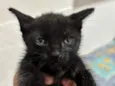 Elvira